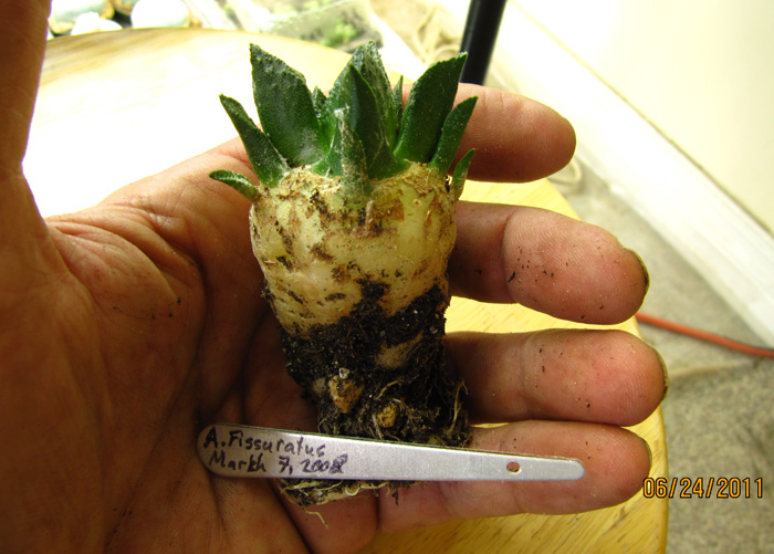 Ariocarpus fissuratus uprooted seedling